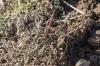 Sympetrum striolatum